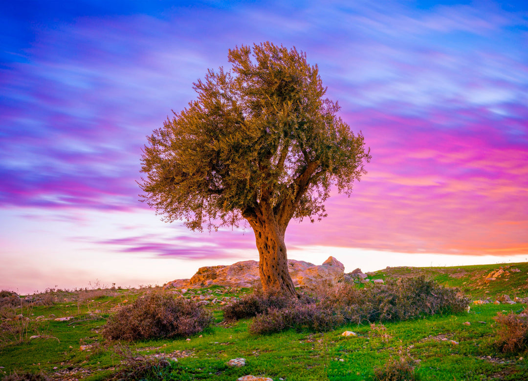 Tree in Jerusalem, Israel - 1000 Piece Puzzle